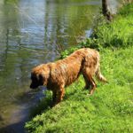 Amanda Magic, Lila Halsband